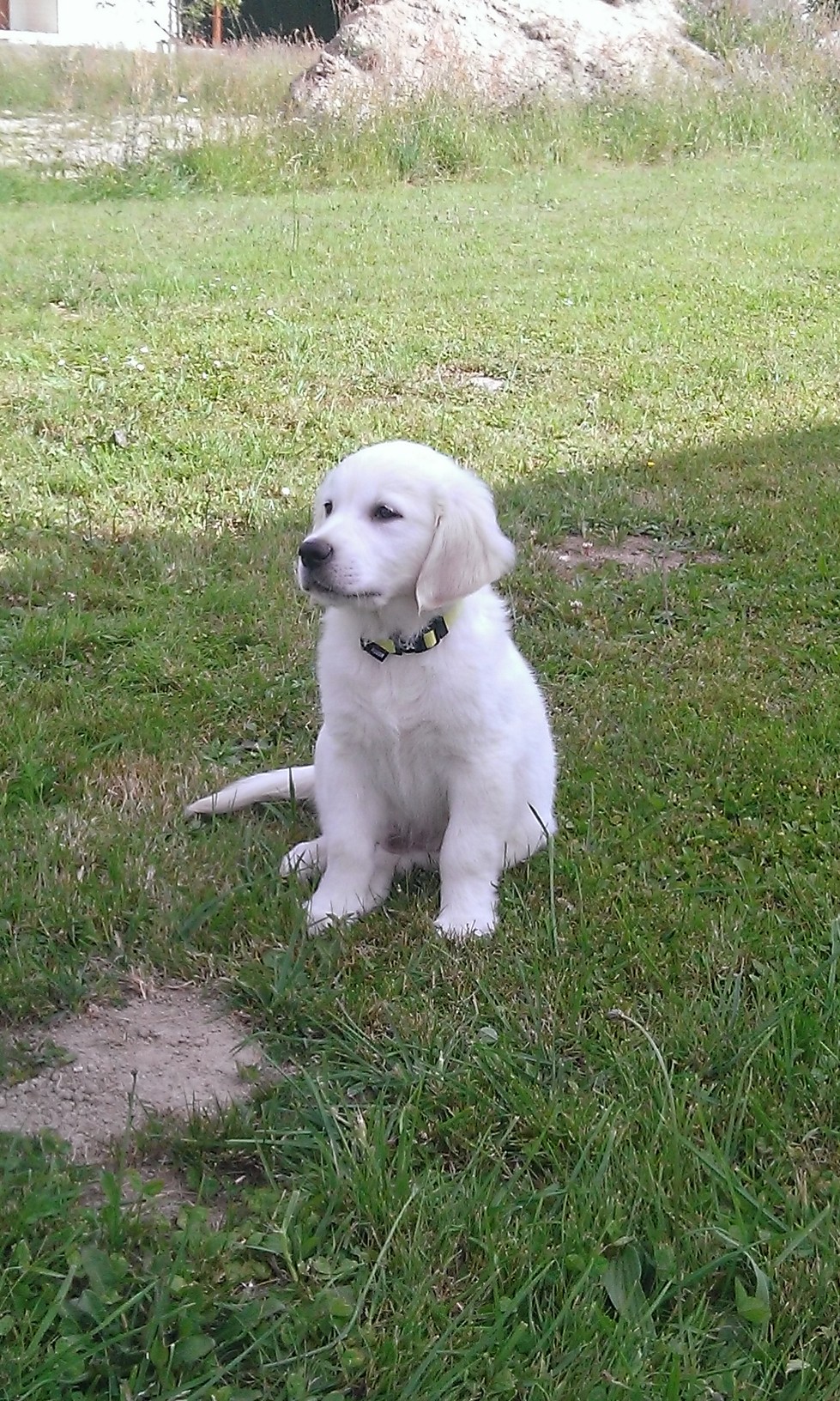 Golden retriever